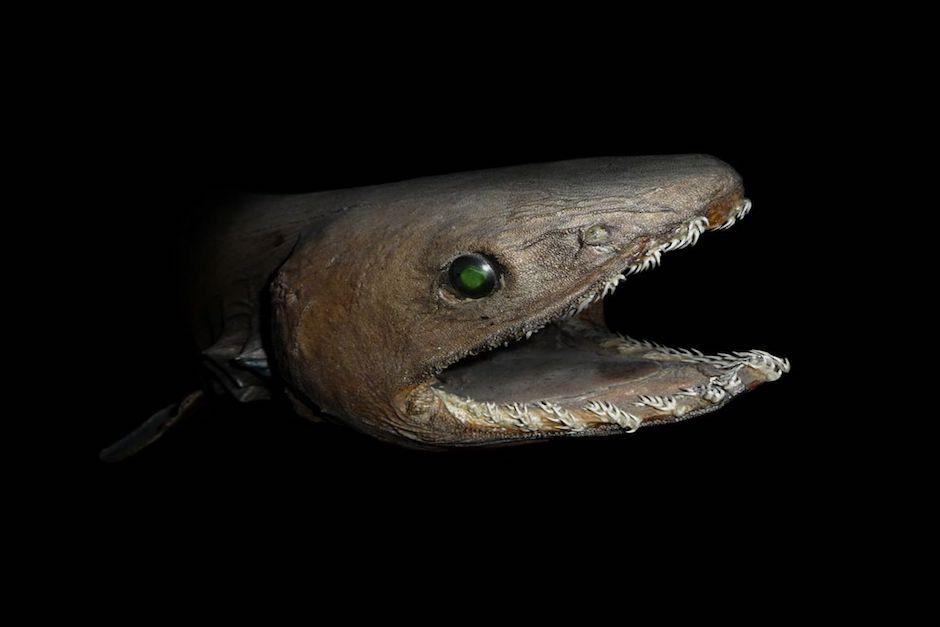 El extra&ntilde;o ejemplar cuenta con 300 dientes y su aspecto se ha conservado casi inalterable alrededor de 95 millones de a&ntilde;os. (Foto: National Geographic)