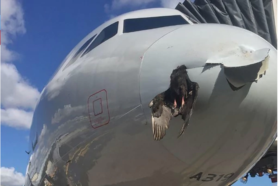 Aunque el avi&oacute;n sufri&oacute; da&ntilde;os considerables, pudo aterrizar sin ning&uacute;n inconveniente. (Imagen: captura de pantalla)