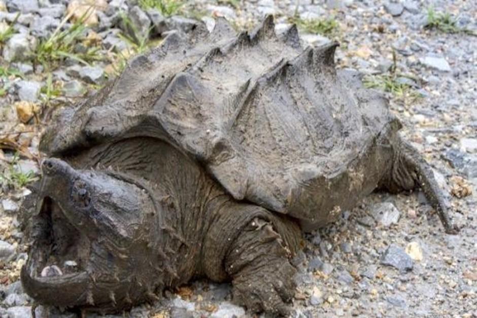 El ejemplar encontrado en estado salvaje es una tortuga hembra que tiene alrededor de 18 a&ntilde;os. (Foto: Infobae)