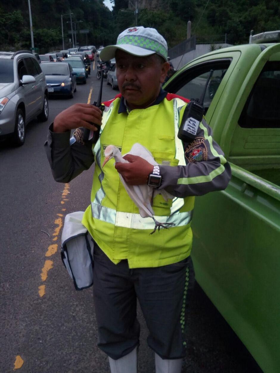 Un agente de la PMT rescató a una garza que se quedó atorada en los hilos de un barrilete y cayó en la Calzada La Paz. (Foto: Instagram/Amilcar Montejo)