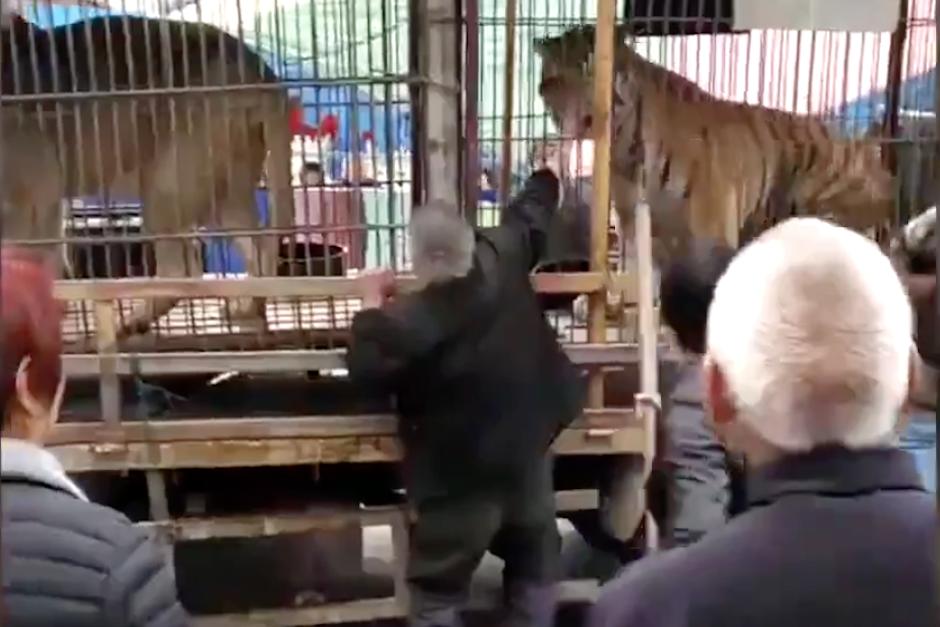 El animal que es propiedad de un circo mordi&oacute; la mano del hombre al momento que este intent&oacute; alimentarlo. (Imagen: captura de pantalla)