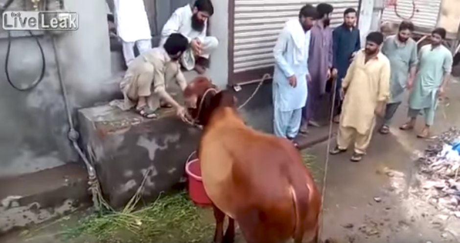 Una vaca atac&oacute; brutalmente a un hombre que intentaba matarla en Pakist&aacute;n. (Foto: Captura de video)