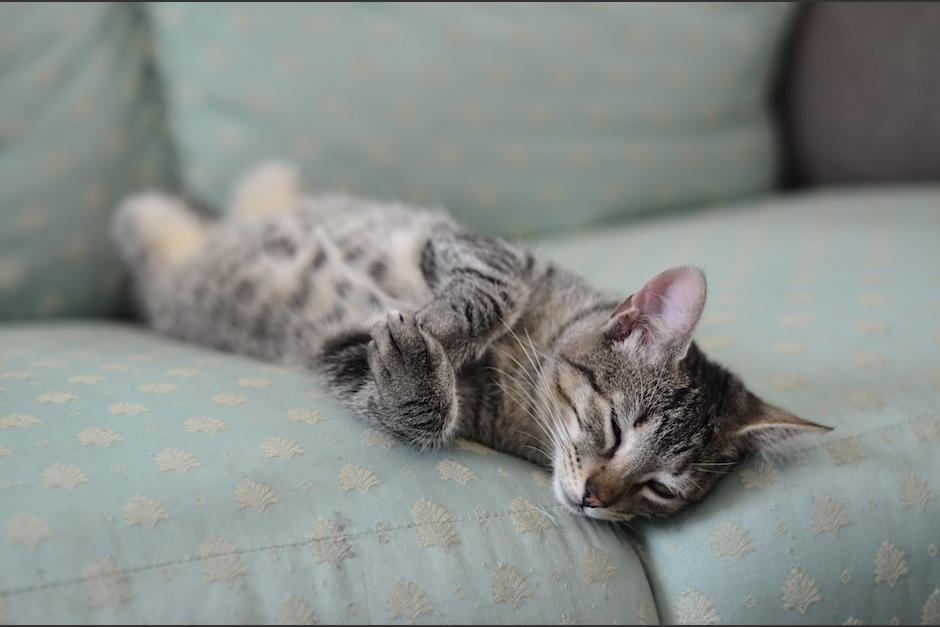 El mundo gatuno es fascinante y tierno como Linzo, gatito rescatado por Comunidad Gatuna. (Foto: Selene Mejía/Soy502) 
