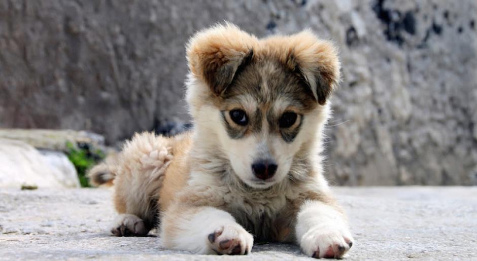 Los perros pueden comunicarse con los humanos a trav&eacute;s de sus expresiones faciales. (Foto:&nbsp;es.gizmodo.com)