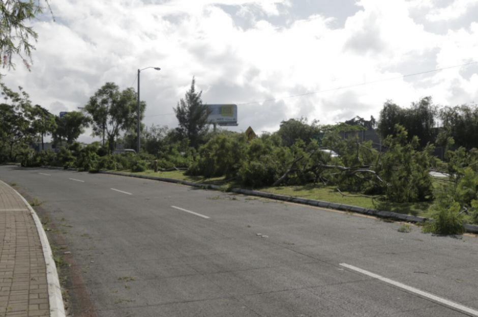 Nueve hombres fueron condenados por la tala de 48 jacarandas en el bulevar Juan Pablo II, zona 13. (Foto: archivo/Soy502)