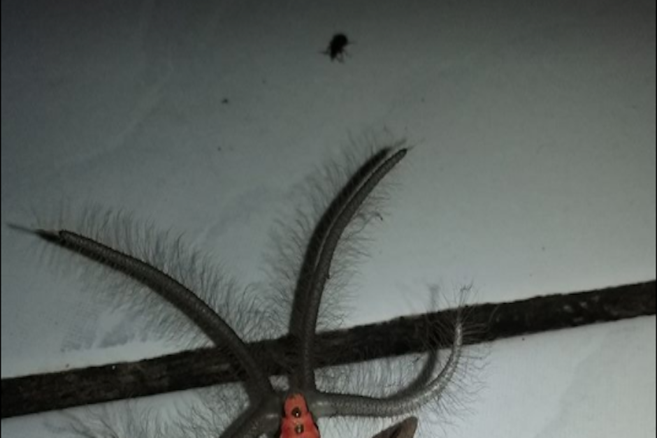 La horripilante criatura fue grabada en el interior de una residencia de Indonesia. (Foto: Facebook/Gandik)