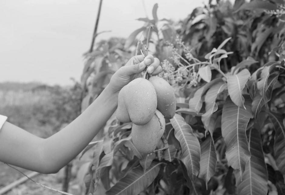 Un ni&ntilde;o de 10 a&ntilde;os muri&oacute; tras un ataque armado mientras se encontraba cortando mangos en Chiquimula. (Foto: Con fines ilustrativos. Archivo/Soy502)