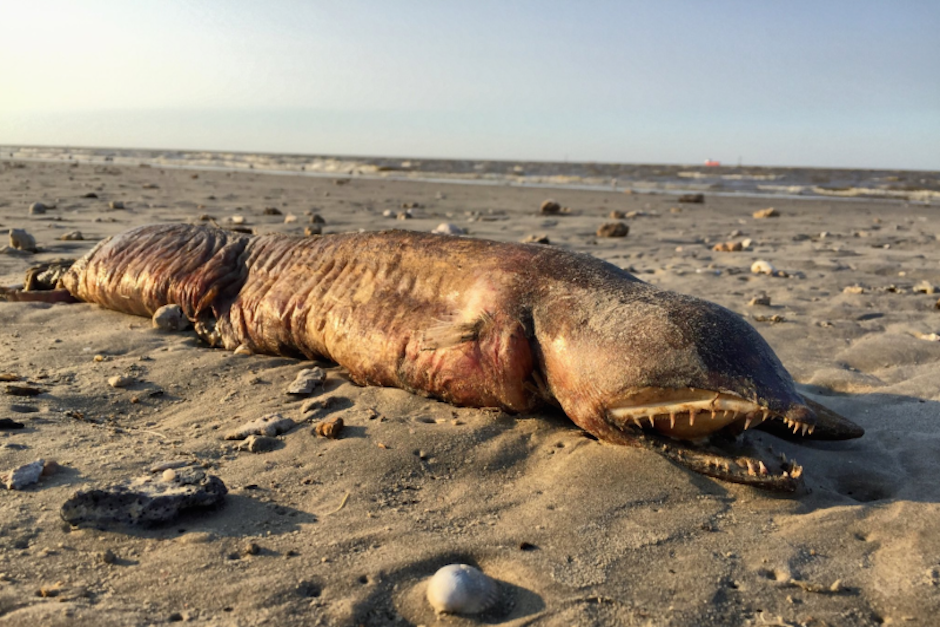 La extra&ntilde;a criatura se encontraba en estado de descomposici&oacute;n (Foto: @preetalina/ Twitter)