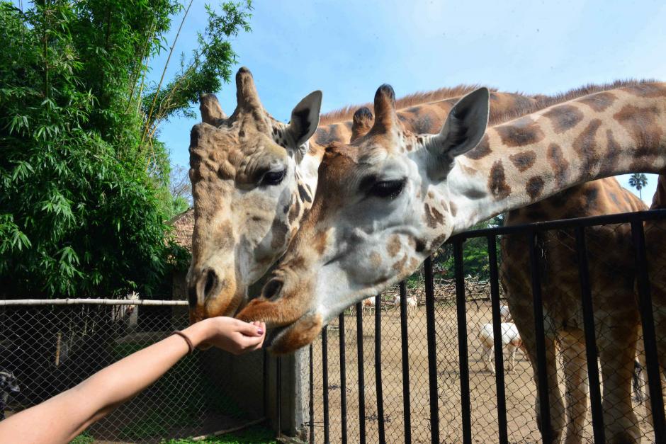 Puli y Pepo son las jirafas del zool&oacute;gico La Aurora. (Foto: Jes&uacute;s Alfonso/Soy502)