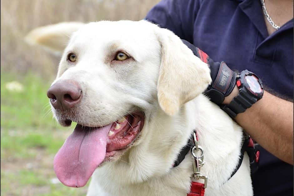 Drago, el perro rescatista guatemalteco, viajar&aacute; para ayudar en las labores de rescate por la tragedia de M&eacute;xico. (Foto: archivo/Soy502)&nbsp;