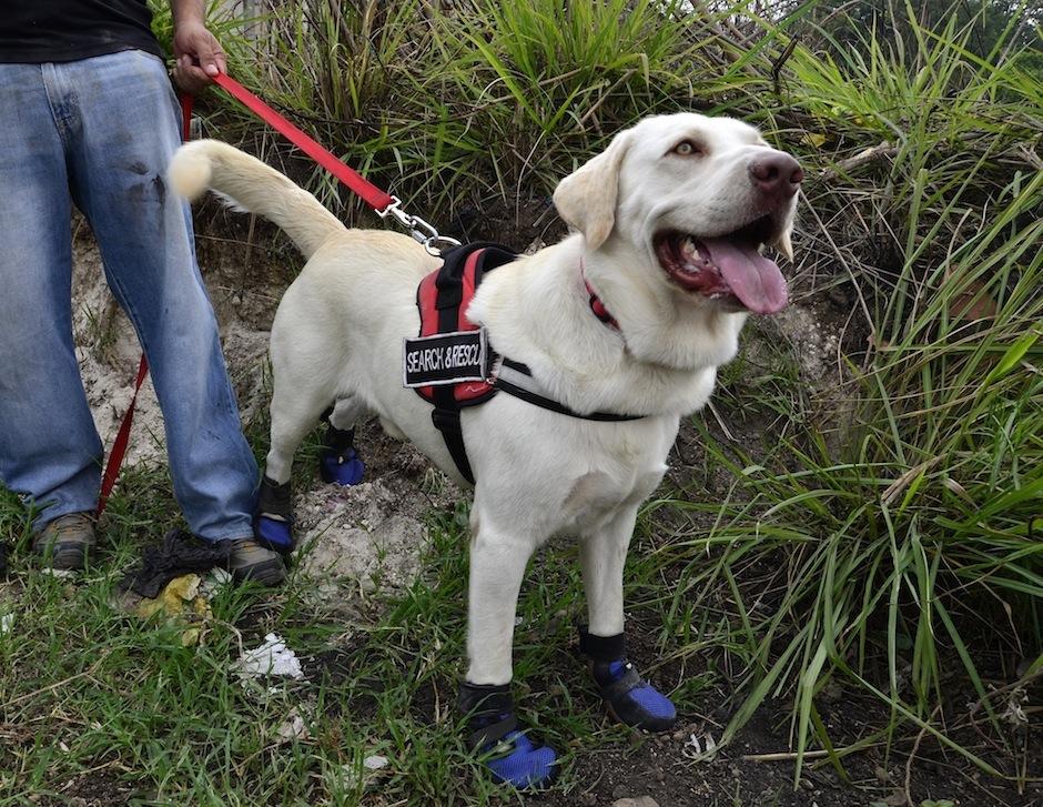 Drago, el perrito guatemalteco no podr&aacute; viajar a Mexico. (Foto: archivo/Soy502)&nbsp;