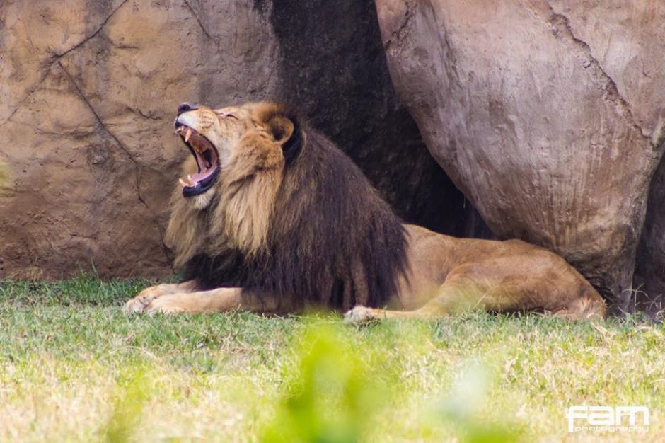 Leono cumple 21 a&ntilde;os de estar en el zool&oacute;gico La Aurora. (Foto: Facebook)