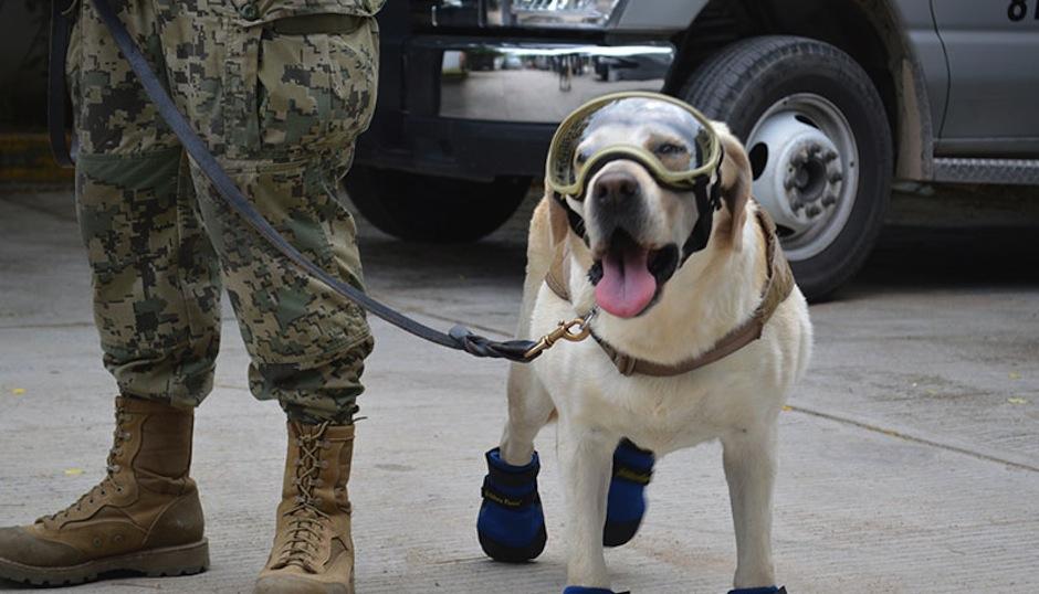 Ella es Frida, la perrita rescatista mexicana que est&aacute; salvando vidas. (Foto: mas-mexico.xom.mx)