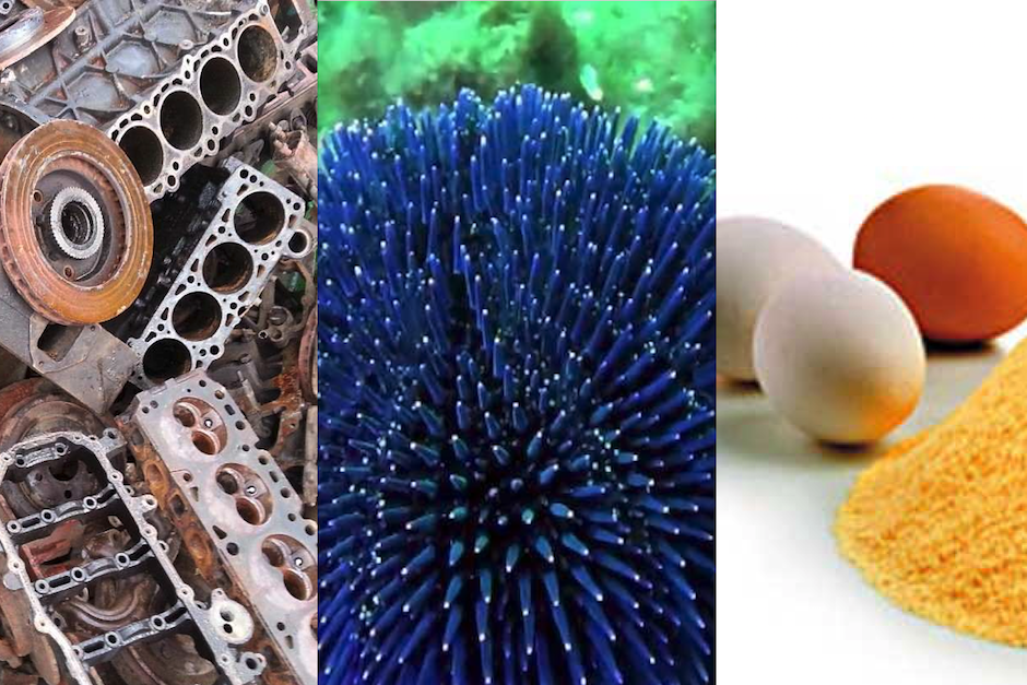 El país también ha exportado dos tepezcuintles hacia Estados Unidos y un pez gato hacia México. (Imagen: Soy502)