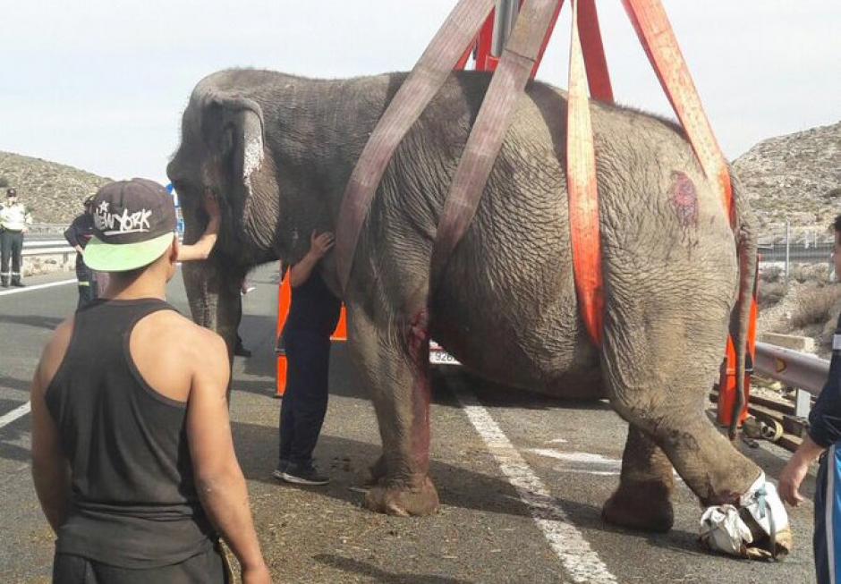 Las autoridades tuvieron que utilizar una gr&uacute;a de gran tonelaje para evacuar a los elefantes. (Foto:&nbsp;@Gserrano_DGT)