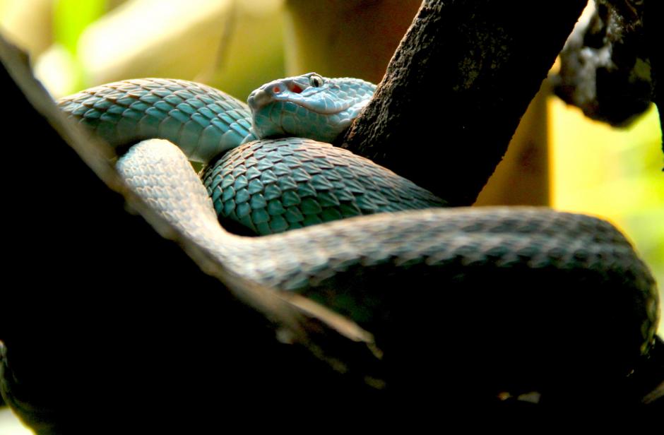 El Reino Kan es un herpetario lleno de especies atractivas de Guatemala y otros pa&iacute;ses. (Foto: Fredy Hern&aacute;ndez/Soy502)