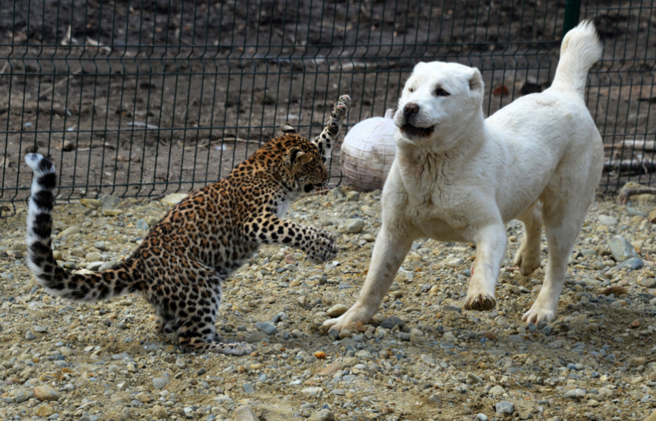 Esta perrita"adopt&oacute;" a una cr&iacute;a de leopardo. (Foto: Vitality Ankov Sputnik/RT)