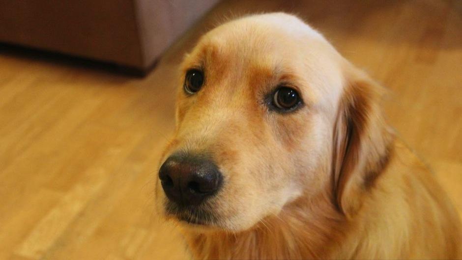 Los perros tambi&eacute;n tienent&aacute;cticas para enga&ntilde;ar al hombre. (Foto: youtube)&nbsp;