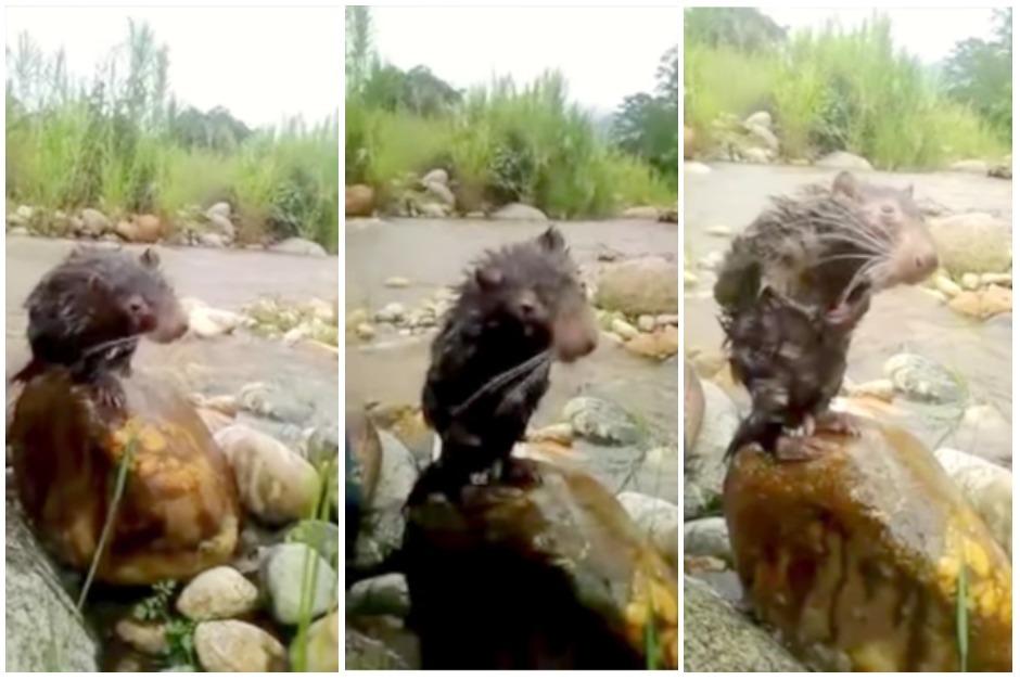 El animal posee un comportamiento particular y que atrae la atenci&oacute;n de las personas que no lo conocen. (Captura Video)