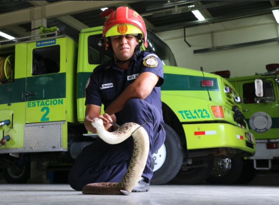 La serpiente estaba en medio de la calle y los bomberos lograron llevarla a un lugar seguro. (Foto: Bomberos Municipales)
