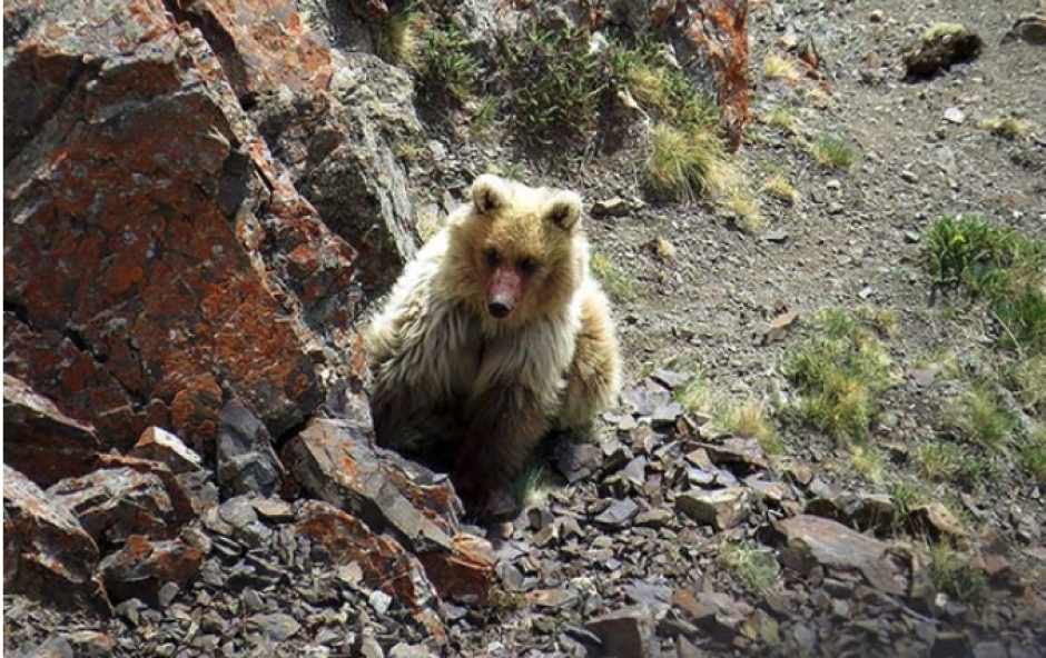 El animal fue avistado por turistas que disfrutaron del descubrimiento. (Foto:&nbsp;Kaichi Travel/The Siberian Times)