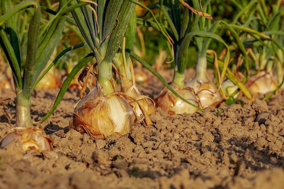 Durante los &uacute;ltimos cinco a&ntilde;os se ha exportado un promedio de Q37 millones en cebollas. (Foto: Pixabay)