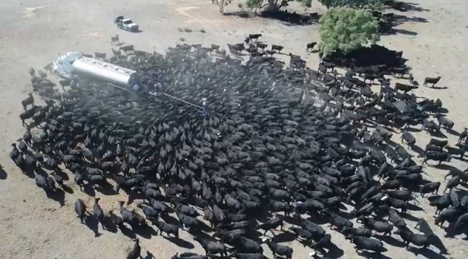 Unas vacas en Australia persiguen el cami&oacute;n que lleva agua, eso en medio de una de las peores sequ&iacute;as. (Foto: captura de pantalla)&nbsp;
