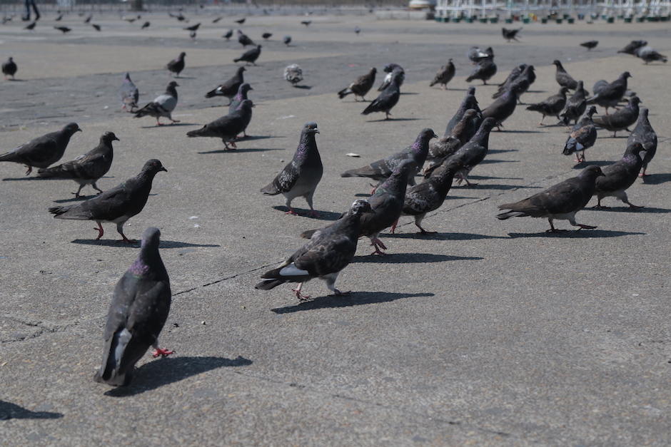 11 palomas muertas fueron encontradas en el parque central de la Ciudad Colonial. (Foto: Archivo/Soy502)