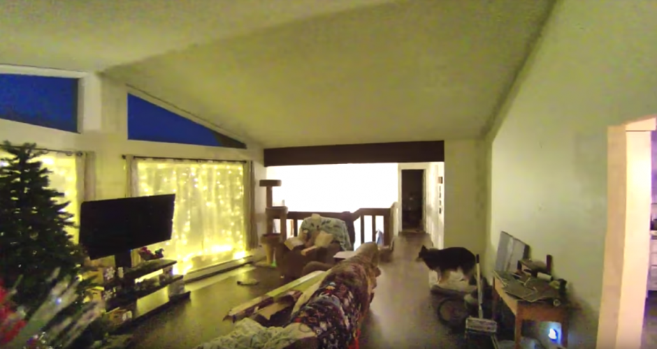 Los perros y los gatos no saben qu&eacute; hacer durante el temblor. (Captura video)