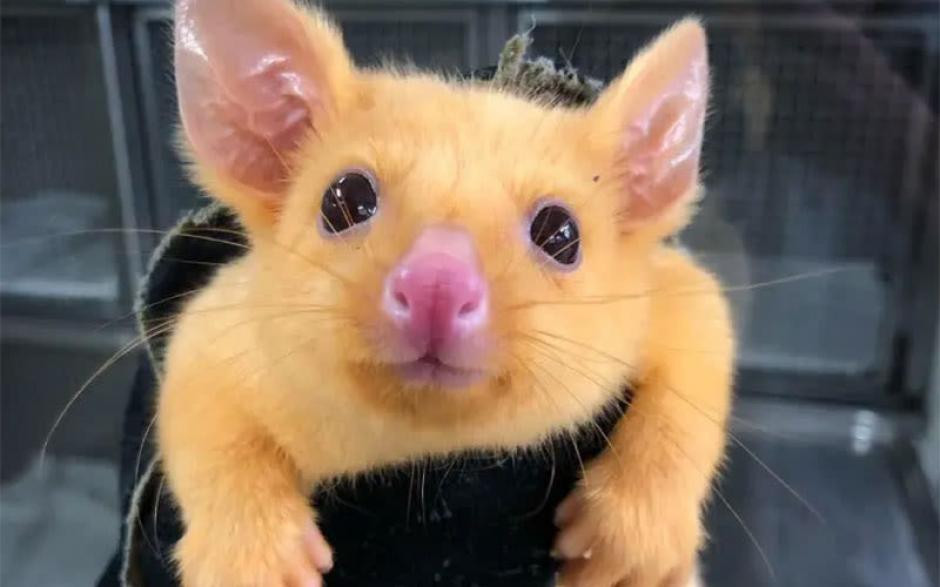 ¡Insólito! “Pikachu” sí existe y vive en Australia
