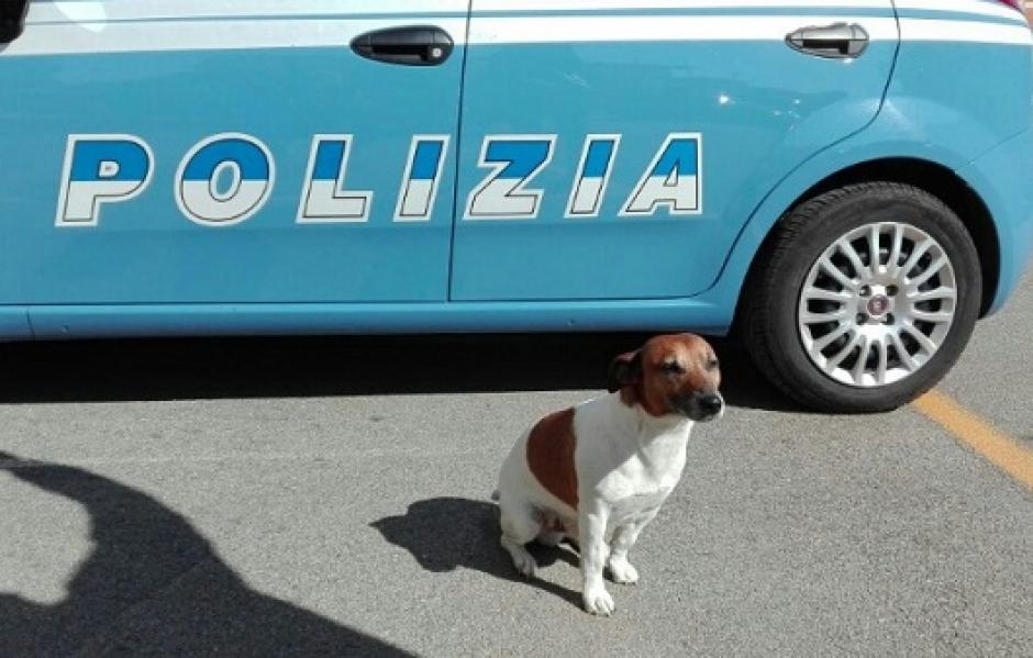 Pocho es reconocido como el mejor perro polic&iacute;a. (Foto: La gran &eacute;poca)