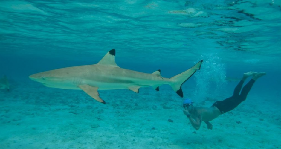 Un tibur&oacute;n arranc&oacute; la mascara de un buceador con sus fauces. (Foto: AFP)&nbsp;