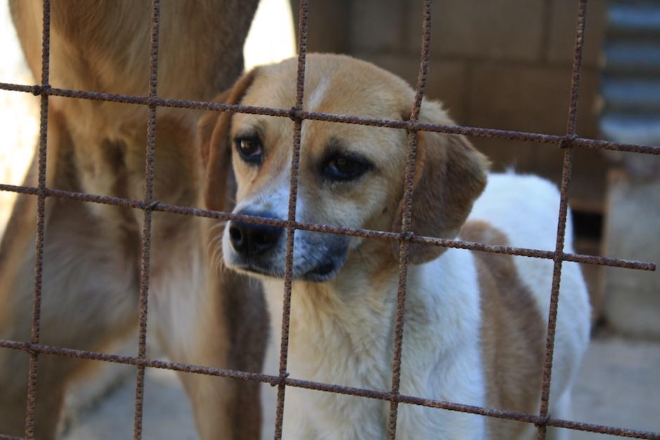 Animal Aware es un refugio de animales con 350 perros desparacitados y castrados listos para dar en adopci&oacute;n. (Foto: Archivo/Soy502)
