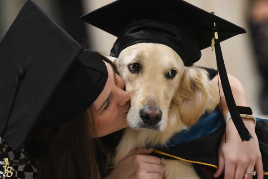 Griffin, el perro golden retriever, que recibi&oacute; un diploma por haber acompa&ntilde;ado a su due&ntilde;a durante las clases de maestr&iacute;a. (Foto: Infobae)