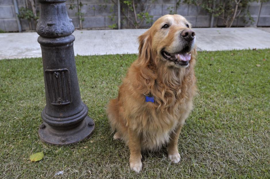 Ody golden retriever de 9 años que sufre mucho con los sonidos fuertes. (Fotos: Erivan Campos/Soy502)