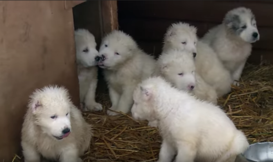 Los protagonistas del video de felicitaci&oacute;n fueron los perros militares de las Fuerzas Armadas de la Federaci&oacute;n de Rusia. (Foto: Captura de video/YouTube)