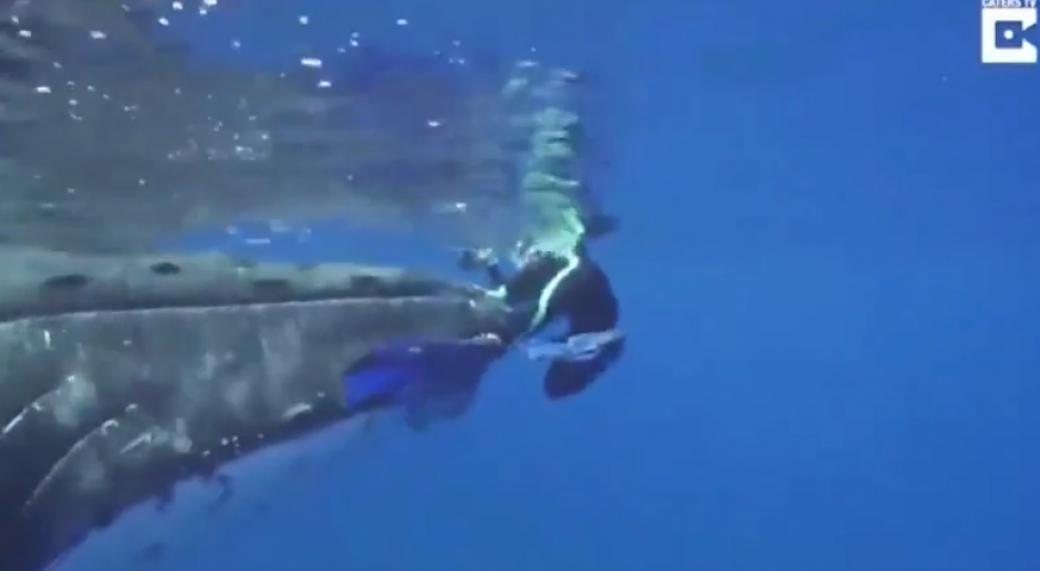 La bi&oacute;loga Nan Hauser asegura que la ballena la salv&oacute; del inminente ataque de un tibur&oacute;n. (Foto: captura de pantalla)