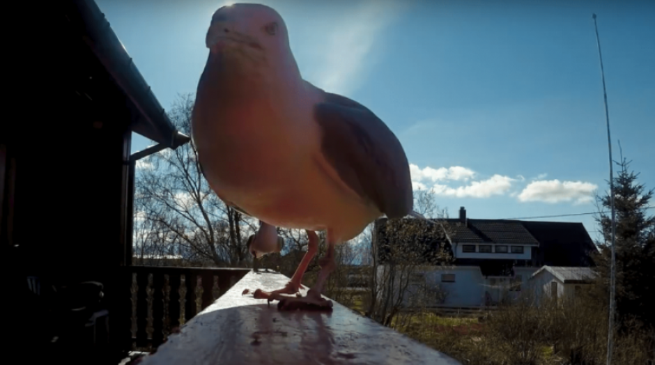 La c&aacute;mara fue encontrada cinco meses despu&eacute;s de que la gaviota se la llev&oacute;. (Foto: captura de pantalla)