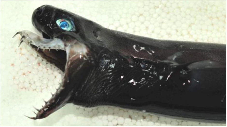 El pez parece aterrador, pero poco se conoce sobre su existencia en las aguas asi&aacute;ticas. (Foto: Infobae)