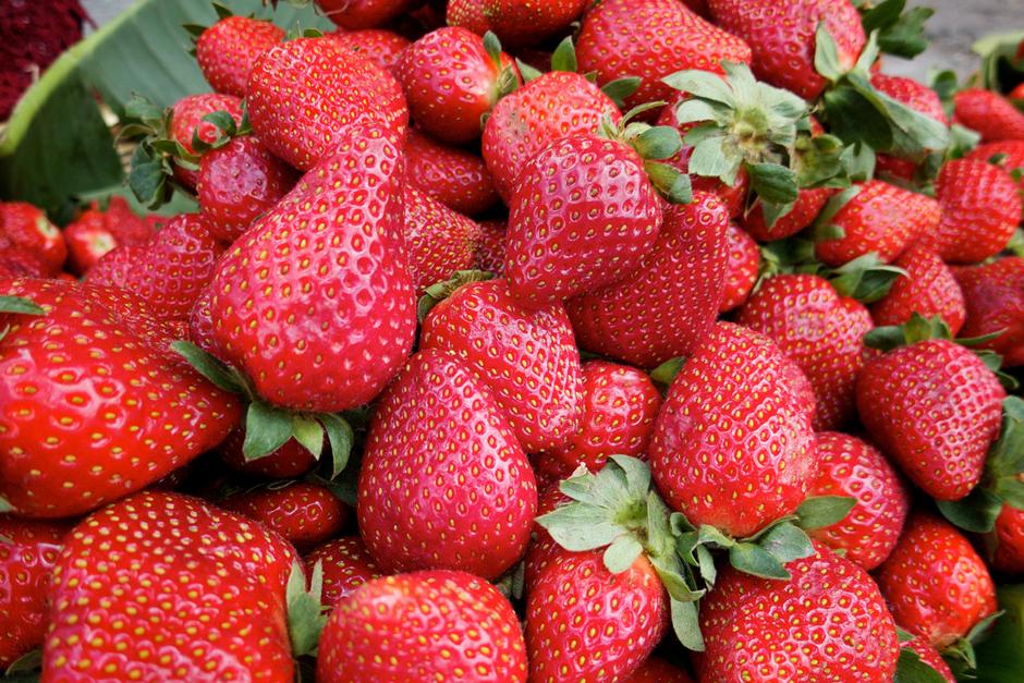 Los cultivos de fresas se han visto da&ntilde;ados por las heladas de los &uacute;ltimos d&iacute;as, reporta el Maga. (Imagen con fines ilustrativos. Foto: Antiguadailyphoto)