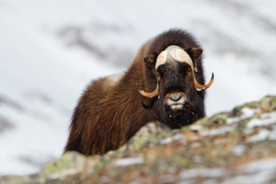 El buey almizclero es el mam&iacute;fero terrestre m&aacute;s grande del &Aacute;rtico y a&uacute;n es fuente de misterios para los bi&oacute;logos (Foto: Juan Miguel Ad&aacute;n/fotoblog)