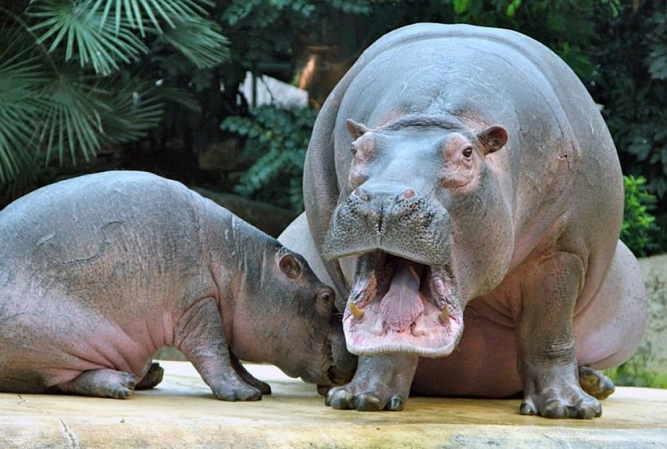 Los animales suponen varias amenazas en la regi&oacute;n en la que se encuentran. (Foto: Archivo/AFP)