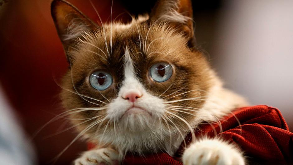 La famosa gatita Grumpy Cat gan&oacute; una demanda por uso de su nombre. (Foto: AFP)&nbsp;