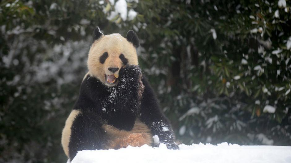 Los osos panda han disfrutado de la ca&iacute;da de nieve en China. (Foto: RT)