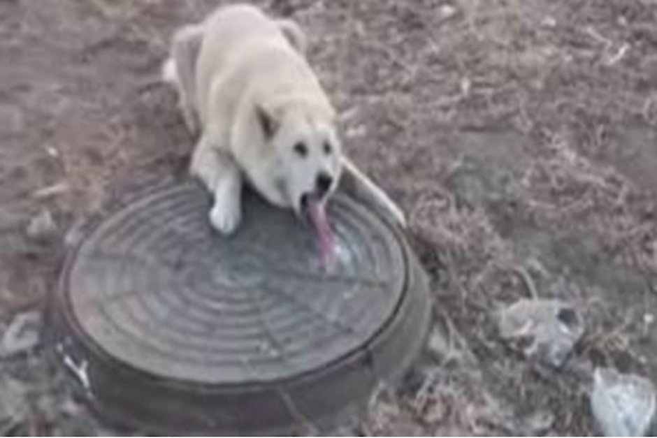 El perro pas&oacute; su lengua por la cubierta met&aacute;lica congelada, lo que provoc&oacute; que quedara pegado a ella. (Imagen: captura de pantalla)