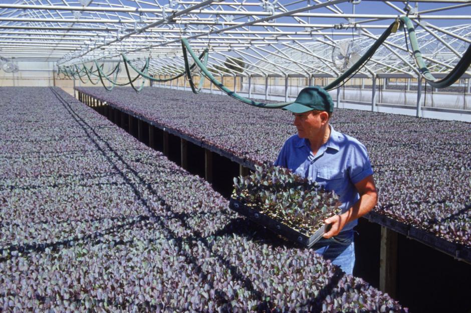 Las visas H-2A y H-2B se otorgan por un plazo m&aacute;ximo de 10 meses. (Foto: ThougtCo)