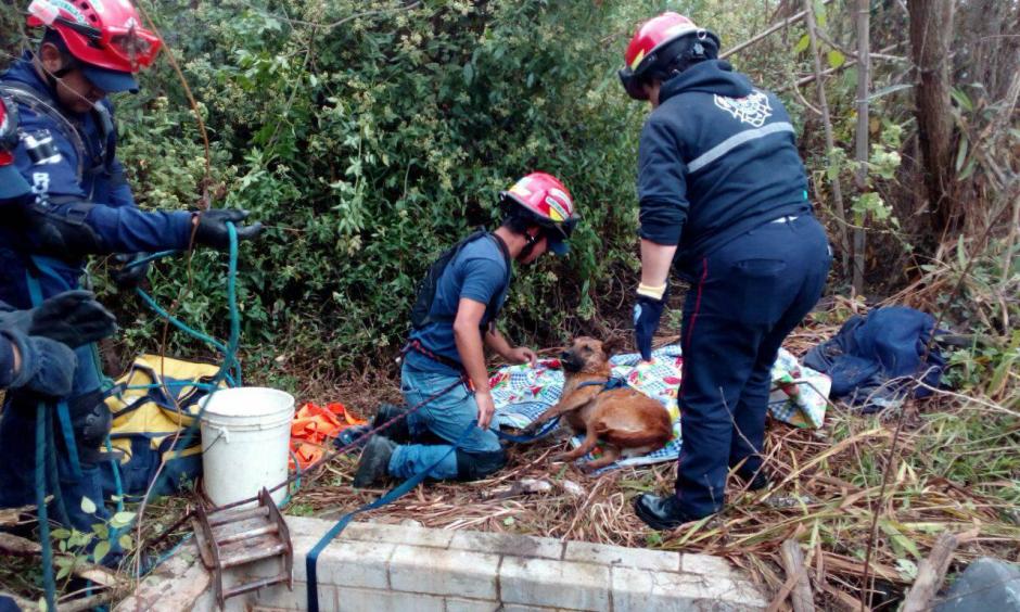 Los param&eacute;dicos rescataron al perro. (Foto: Knal4 Quich&eacute;)