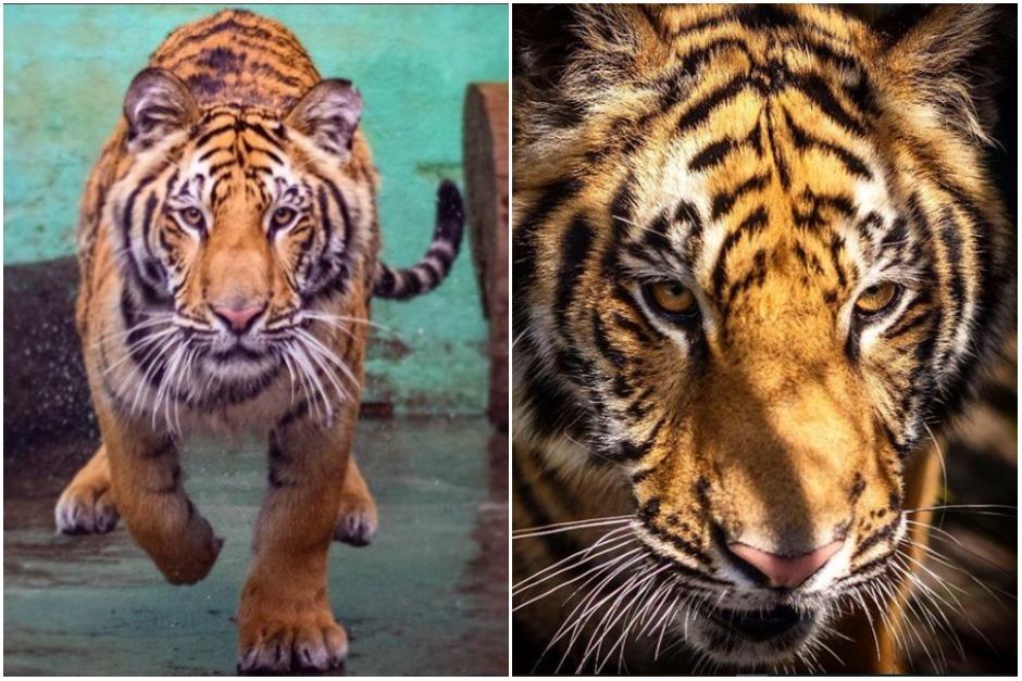 El tigre ha crecido y se ve fuerte desde su traslado al sector de cuarentena del zool&oacute;gico La Aurora. (Foto: Instagram Zoo La Aurora)