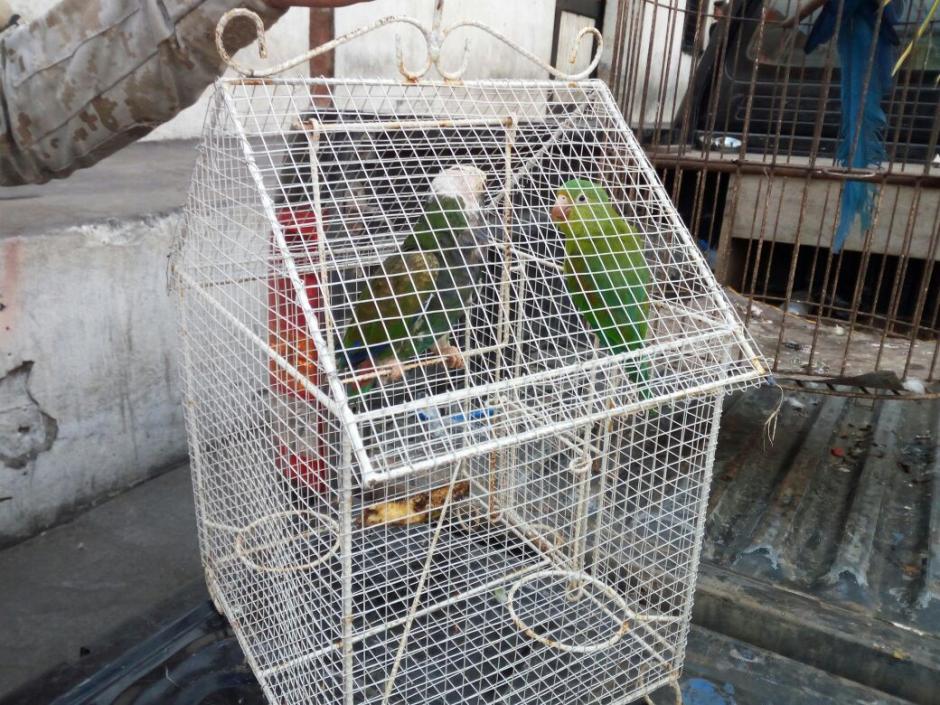 Las autoridades rescataron varias aves en peligro de extinci&oacute;n. (Foto: PNC)
