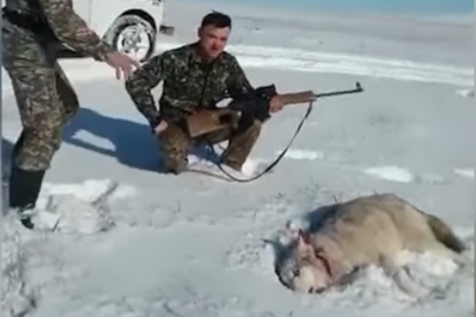 El animal estaba inm&oacute;vil con una herida de bala en el cuello, por lo que daba la impresi&oacute;n de estar muerto. (Imagen: captura de pantalla)